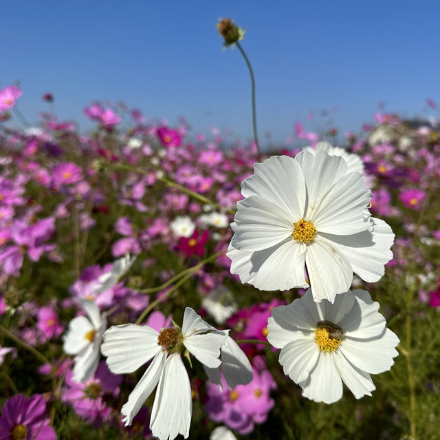 【滋賀県】季節のお花は旅の醍醐味！コスモス畑で写真映え