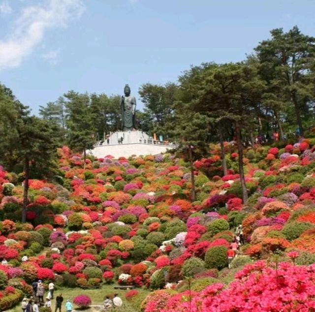 花之寺廟+杜鵑奇景