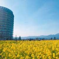 【滋賀県】まるで黄色の絨毯！菜の花畑