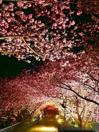 〜静岡県〜色あざかやな河津桜ライトアップ