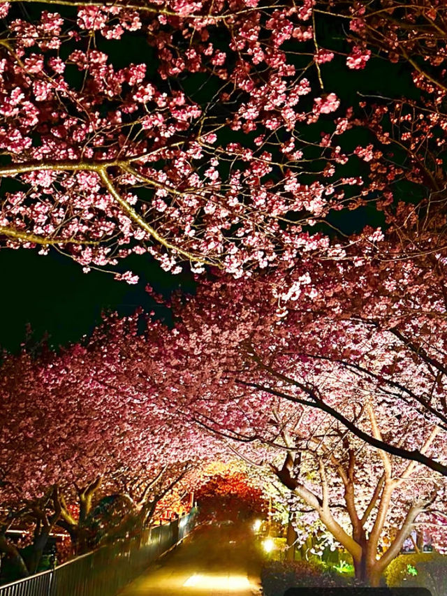 〜静岡県〜色あざかやな河津桜ライトアップ