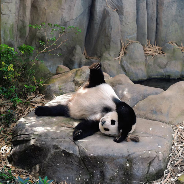 新加坡動物園：熱帶雨林奇幻之旅