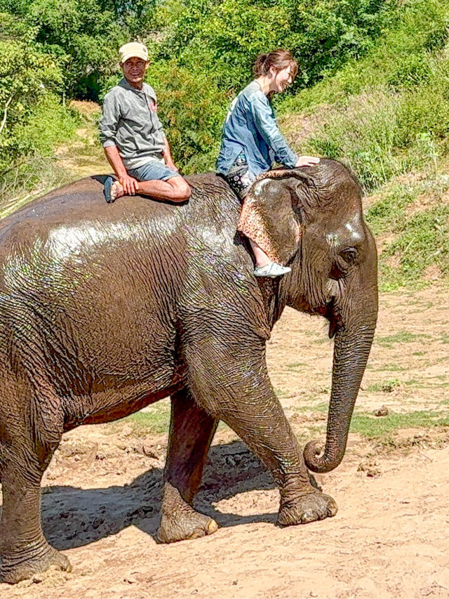 【🇱🇦ラオス】ルアンパバーンで絶対やりたい事❣️象使いのライセンス取得ツアー🐘