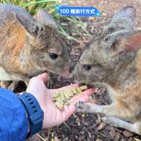 悉尼親親無尾熊🐨親親袋鼠🦘（費瑟戴爾野生動物園）