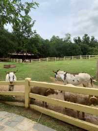 Khao Yai - A charming little place