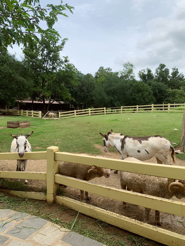 Khao Yai - A charming little place