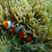 หมู่เกาะสุรินทร์ สุดยอดปะการังน้ำตื้น