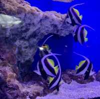 Underwater Wonders: A Sea Life Spectacle at Ocean Park!