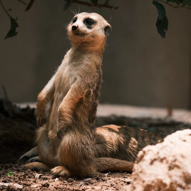 【濟南動物園】優美環境動物世界 【濟南動物園】優美環境動物世界