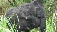 3 -Day Gorilla Trekking Tour  