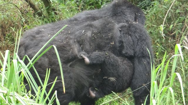 3 -Day Gorilla Trekking Tour  