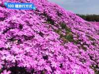 日本北海道-宛如粉紅色地毯的芝櫻花海：東藻琴 芝櫻公園
