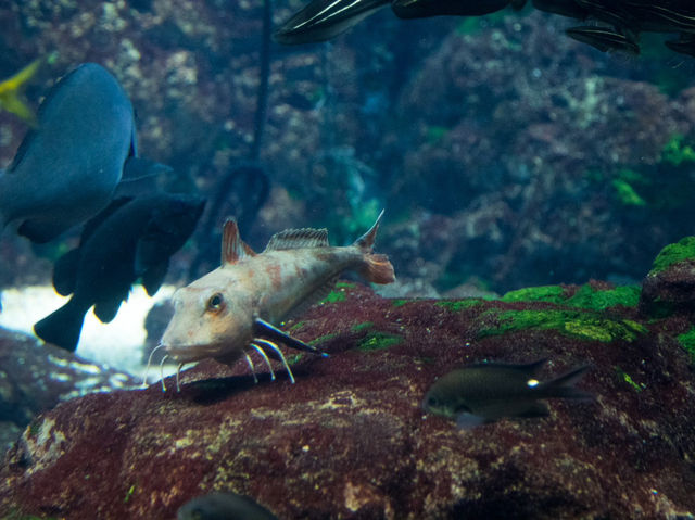 世界上最大水族館之一 大阪海遊館