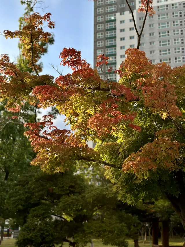 First Fall Leaves at Busan 🍂🍁