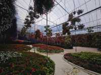 Flowers blooming at Flora Park, Cameron Highlands