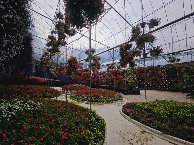 Flowers blooming at Flora Park, Cameron Highlands