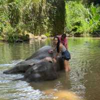 Discover the Heartwarming Experience at Millennium Elephant Foundation! 🐘💚