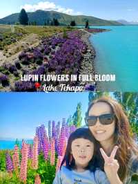 🇳🇿 Lupin Flowers in Full Bloom📍Lake Tekapo