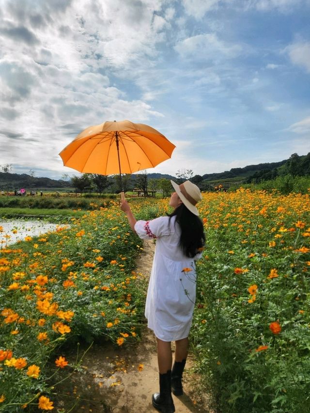 가을꽃 총집합중인 임진강댑싸리공원