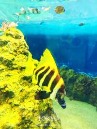 東京だけどどこか遠くへきたみたいな雰囲気の水族館【東京/葛西臨海公園】