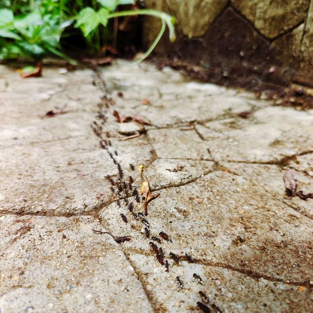 來興府國家公園瀑布