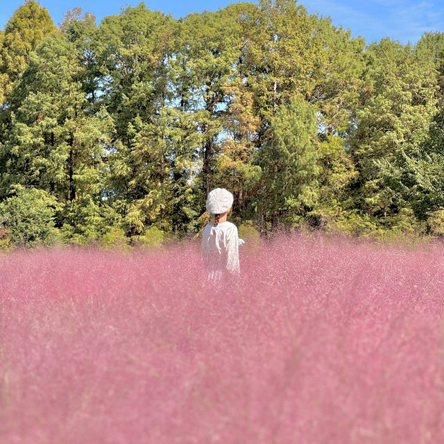 一面ピンク🥰幻想的なピンクの世界💖💖💖