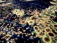 福岡TeamLab 森林-以森林為主題的沉浸式藝術展覧