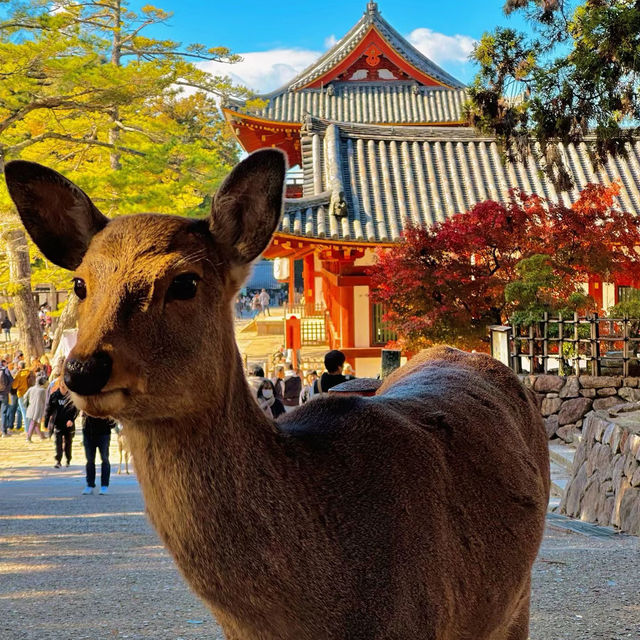 Must visit Nara in Fall