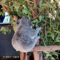 호주 브리즈번 로네파인 코알라 상투아리🇦🇺