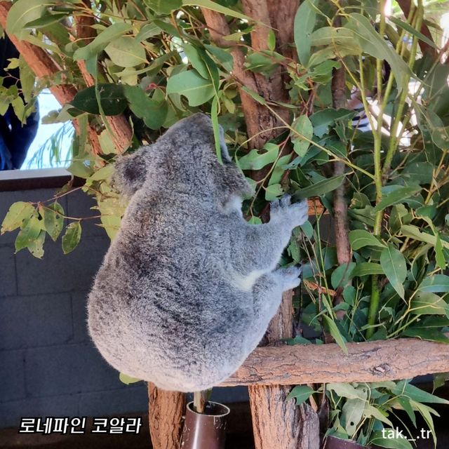 호주 브리즈번 로네파인 코알라 상투아리🇦🇺