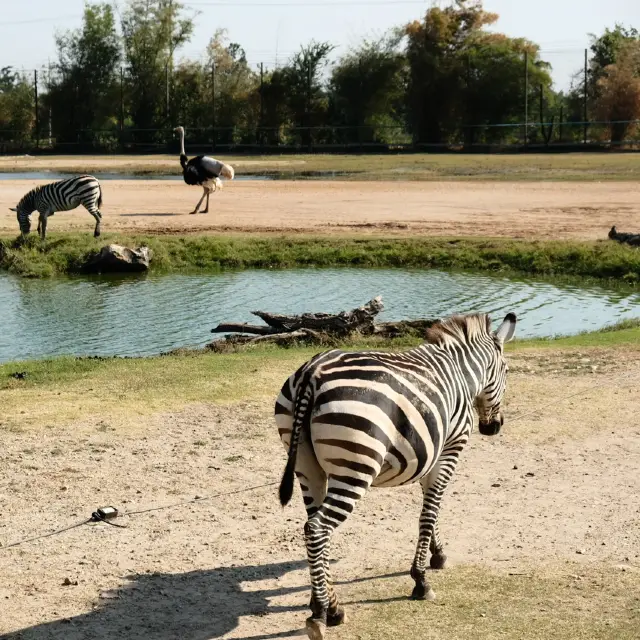 สวนสัตว์ซาฟารีบ่อพลอย: สัมผัสประสบการณ์ซาฟารีในไทย