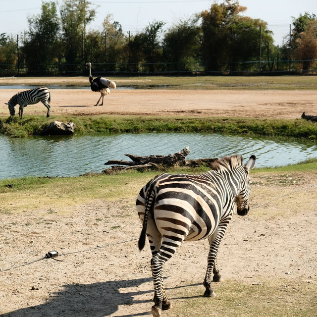 สวนสัตว์ซาฟารีบ่อพลอย: สัมผัสประสบการณ์ซาฟารีในไทย