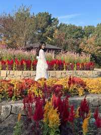 🍂福岡賞花賞銀杏必去的公園！