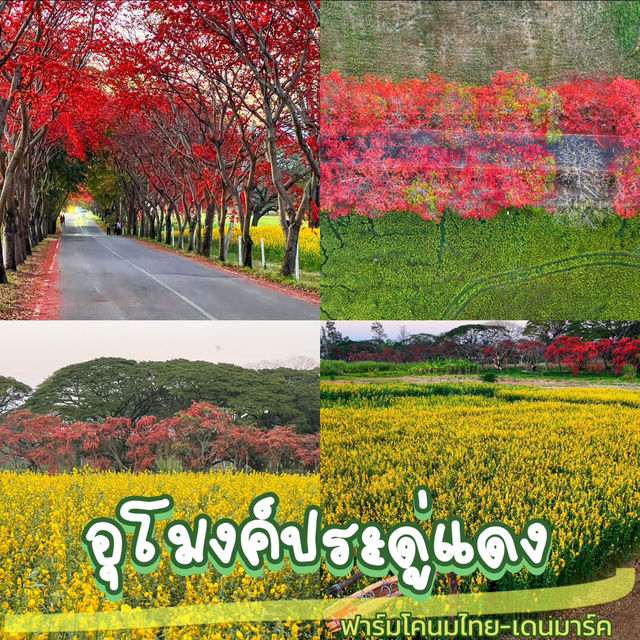 ฟาร์มโคนมไทย-เดนมาร์ค 