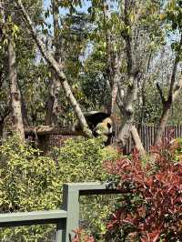 ธรรมชาติของแพนด้ายักษ์🐼เป็นสัตว์ตลก & หาตัวยาก