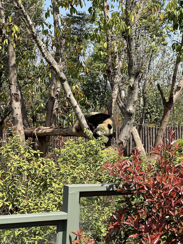 ธรรมชาติของแพนด้ายักษ์🐼เป็นสัตว์ตลก & หาตัวยาก