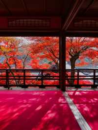 【紅葉特集】映えが止まらない😍紅葉期間の限定公開も✨花手水発祥の地で見る紅葉🍁 