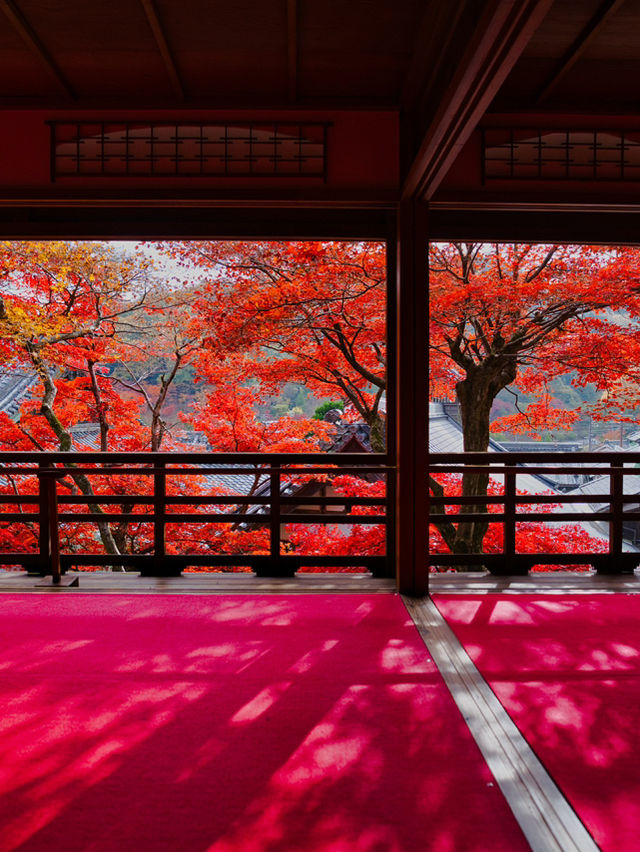 【紅葉特集】映えが止まらない😍紅葉期間の限定公開も✨花手水発祥の地で見る紅葉🍁 