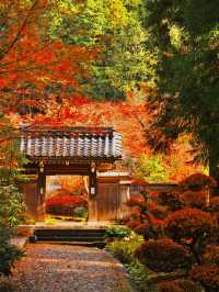 【ここ行って】全国でも珍しいドウダンツヅジの参道✨庭園も美しい超穴場の紅葉スポット🍁