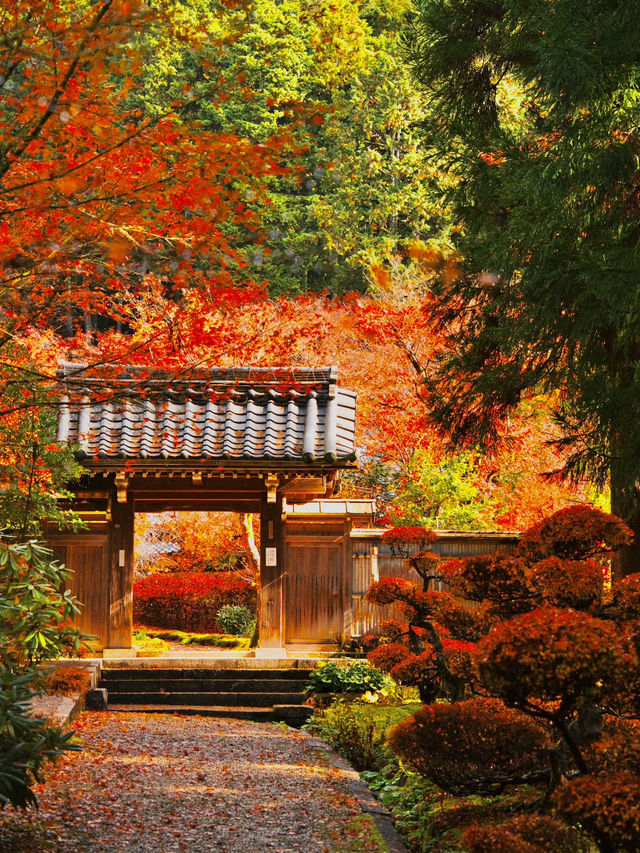 【ここ行って】全国でも珍しいドウダンツヅジの参道✨庭園も美しい超穴場の紅葉スポット🍁