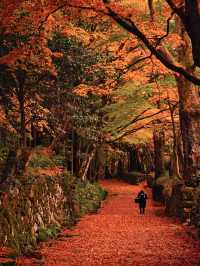 【ここ行って】紅葉見頃終盤がおすすめ🍁敷きモミジでレッドカーペットが作られる紅葉スポット✨