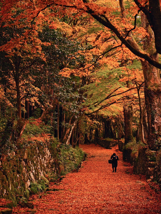 【ここ行って】紅葉見頃終盤がおすすめ🍁敷きモミジでレッドカーペットが作られる紅葉スポット✨
