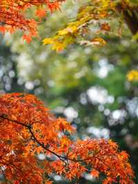 【栃木×佐野】 るろうに剣心のロケ地としても有名  紅葉 猫にも出逢える神社