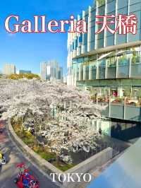東京　東京観光　Midtown Tower / Galleria 天橋からの桜は絶景だぞ！