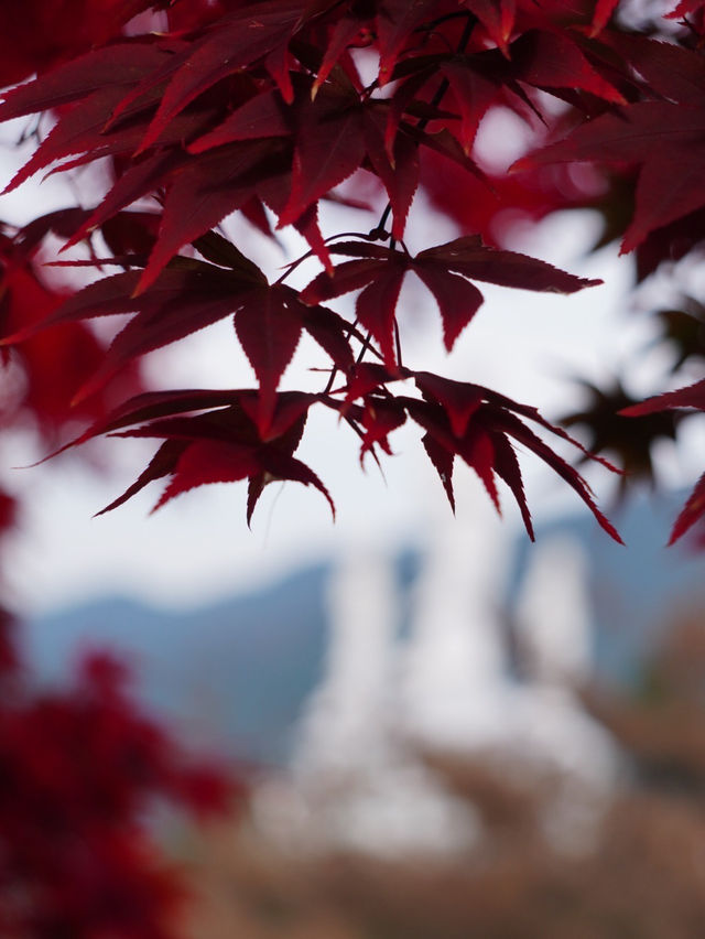 【埼玉×紅葉🍁】紅葉の穴場  真っ白な塔と赤の絶景