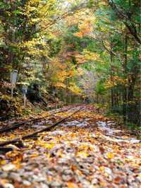 長野観光🥰🚂赤沢森林鉄道🚂素敵な紅葉を愛でながら癒される旅🍁