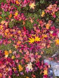 京都嵯峨野の紅葉名所😊🍁小倉山の常寂光寺🍁