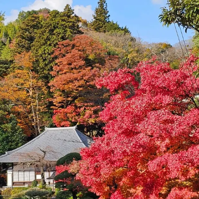 紅葉季有馬溫泉，悠閒漫遊小鎮。