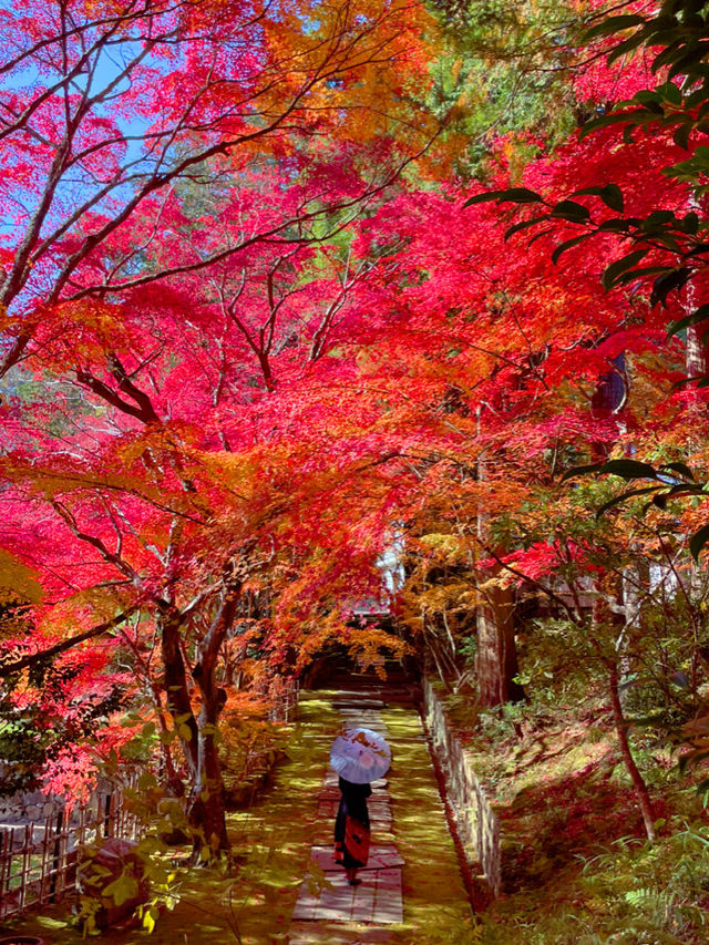 京都紅葉🌿🍁苔と紅葉のハーモニー🍁🌿苗秀寺☺️