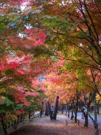 【この秋はここ行って！🍁】長野県・もみじ湖で1万本の紅葉を見に行こう！✨